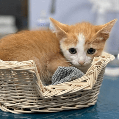 Rescued 14