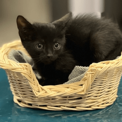 Rescued 15