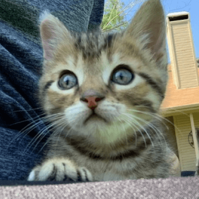 Rescued 17