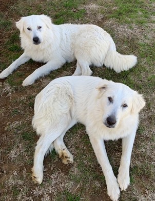 PYRENEES PUPS