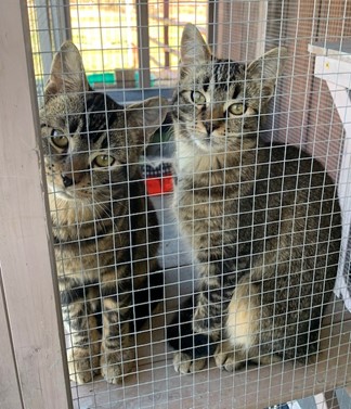 MEET ANGEL AND STITCH