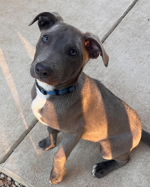 MEET TOTO